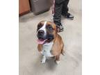 Adopt MARLO a Pit Bull Terrier, Mixed Breed