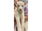 Adopt August a Siberian Husky, Mixed Breed