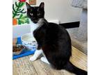 Adopt Colonel Whiskers a Domestic Short Hair