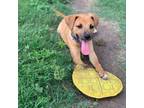 Adopt ERNIE a Black Mouth Cur, Mixed Breed