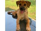 Adopt BERT a Black Mouth Cur, Mixed Breed