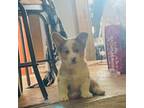 Pembroke Welsh Corgi Puppy for sale in Lacey, WA, USA