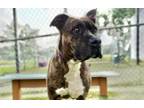 Adopt PETER PAW-KER a Staffordshire Bull Terrier, Mixed Breed