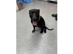 Adopt A170953 a Pit Bull Terrier, Mixed Breed