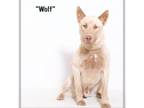 Adopt Wolf a German Shepherd Dog, Husky