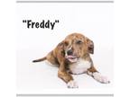 Adopt Freddy a Terrier