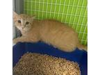 Adopt Linus a Domestic Short Hair