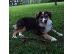 Adopt Shortstop a Australian Shepherd