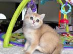 Golden British Shorthair Kitten TICA Registered