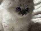 Ragdoll Kittens Due July