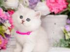 Doll Face Persian Kittens Starfire