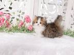Doll Face Persian Kittens Small Fry