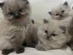 Cabbys Kittens