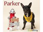 Adopt Parker a Dachshund, Mixed Breed