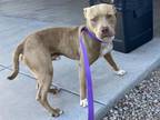 Adopt GARY a Pit Bull Terrier