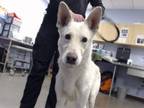 Adopt BABALOO a German Shepherd Dog