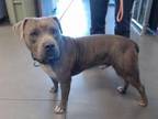 Adopt PIKACHU a Pit Bull Terrier, Mixed Breed