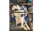Adopt PISCOPO a Pit Bull Terrier, Great Dane