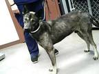 Adopt BRUNO a German Shepherd Dog, Mixed Breed