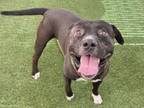 Adopt MOBY a Pit Bull Terrier