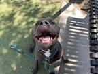 Adopt LUNCHBOX a Pit Bull Terrier