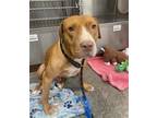 Adopt CAPTAIN HOOK a Pit Bull Terrier
