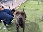 Adopt DUTCH BROS a Pit Bull Terrier, Mixed Breed