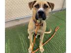 Adopt HEMINGWAY a Black Mouth Cur, Mixed Breed