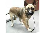 Adopt CHUMBO a Akita, German Shepherd Dog