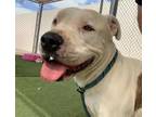 Adopt GONZALES a Pit Bull Terrier