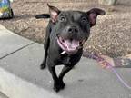 Adopt O'CONNER a Pit Bull Terrier, Mixed Breed
