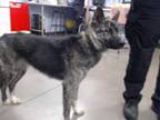 Adopt PEPPER a German Shepherd Dog, Mixed Breed