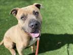 Adopt MODELO a Pit Bull Terrier, Mixed Breed