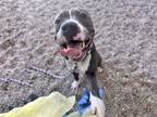 Adopt BULLET a Pit Bull Terrier