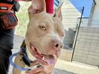 Adopt MATHEW MOO a Pit Bull Terrier