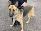 Adopt TRIGGER a German Shepherd Dog