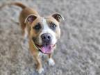 Adopt RODNEY a Pit Bull Terrier