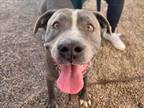 Adopt RUNO a Pit Bull Terrier