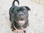 Adopt LOFTY a Pit Bull Terrier, Mixed Breed