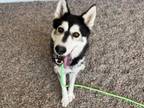 Adopt WILLIAM a Siberian Husky