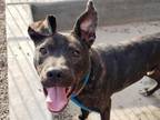Adopt CALF a Pit Bull Terrier, Mixed Breed