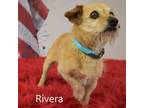 Adopt Rivera a Wirehaired Terrier