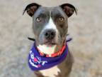 Adopt SARGE a Pit Bull Terrier, Mixed Breed