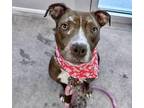 Adopt SARGE a Pit Bull Terrier, Mixed Breed