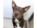 Adopt JESTER* a Labrador Retriever, Mixed Breed