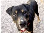 Adopt OZZIE* a German Shepherd Dog, Mixed Breed