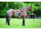 Really Broke Bay Roan Quarter Horse Mare, Ranch Work, Trail Ride