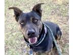Adopt SPANKY a Pit Bull Terrier, Mixed Breed