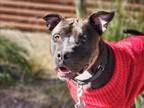 Adopt TOMMY* a Staffordshire Bull Terrier, Pit Bull Terrier