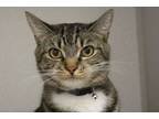 Adopt ENVY a Domestic Short Hair